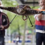 فنان هولندي يحول قطته النافقة إلى مروحية بجهاز تحكم عن بعد !